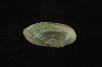 藏品(石蚌)的圖片